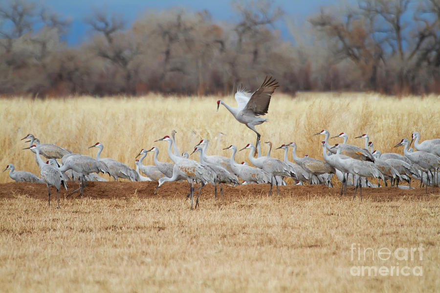 Autumn days with Sandhill Cranes Photograph by Ruth Jolly