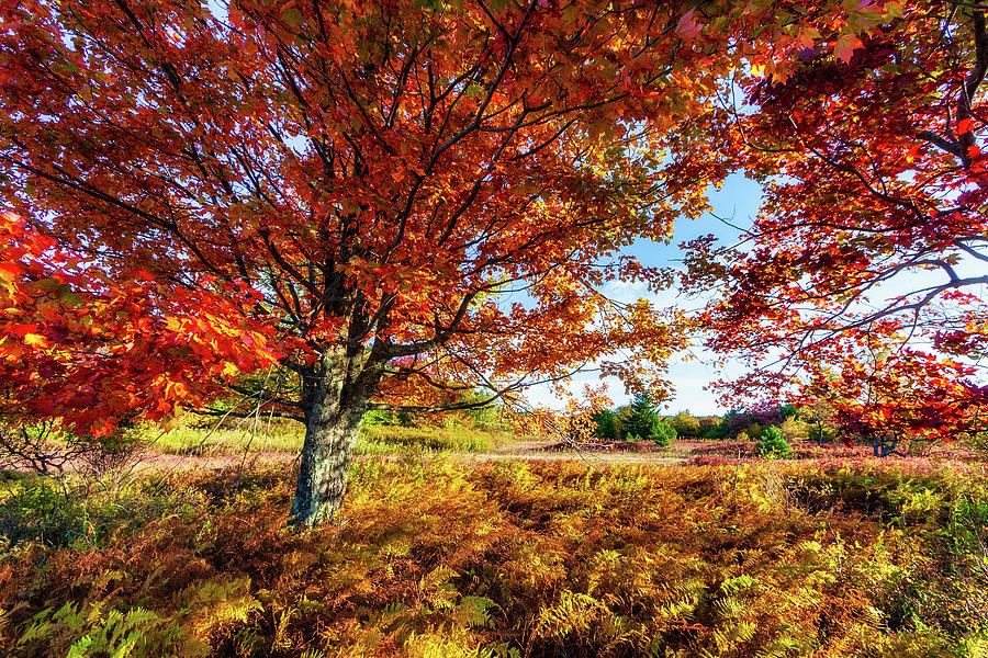 Autumn Dazzles in West Virginia Photograph by Dan Carmichael