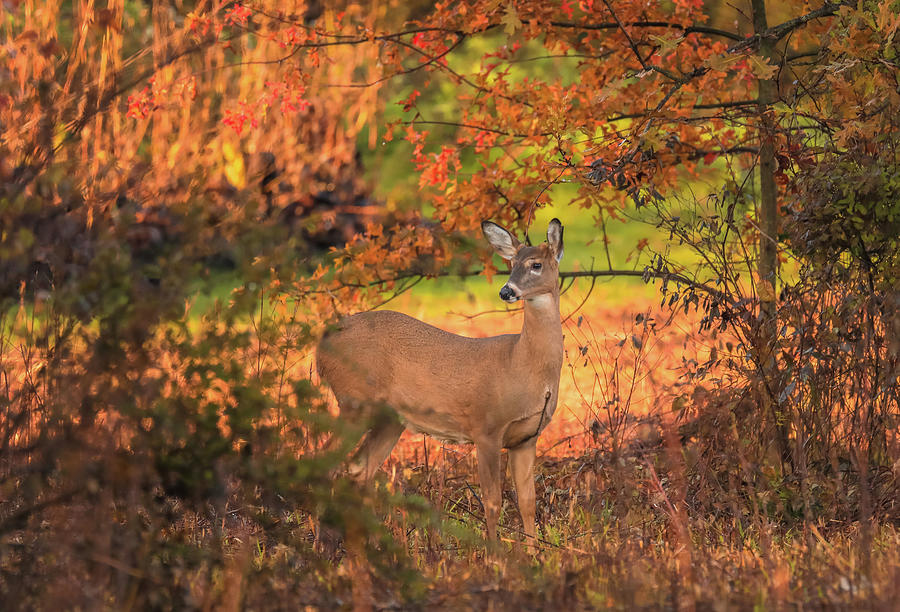 Autumn Deer In Ohio Photograph by Dan Sproul