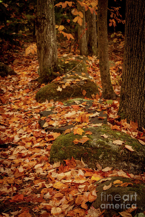 Autumn Delight Photograph by Elizabeth Dow