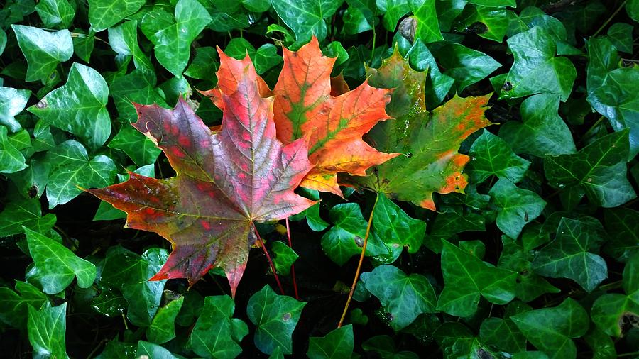 Autumn desires  Photograph by Nature Art