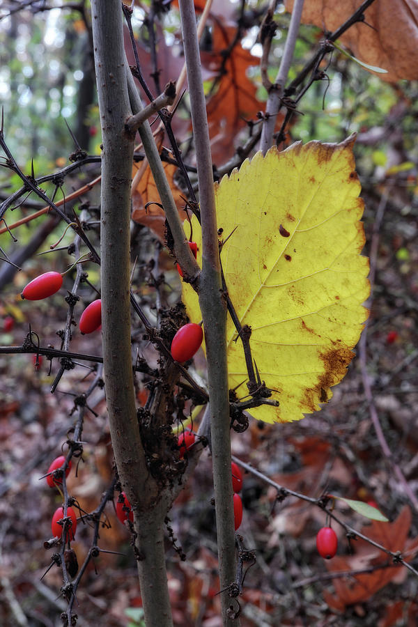 Autumn Detail Photograph by Scott Kingery