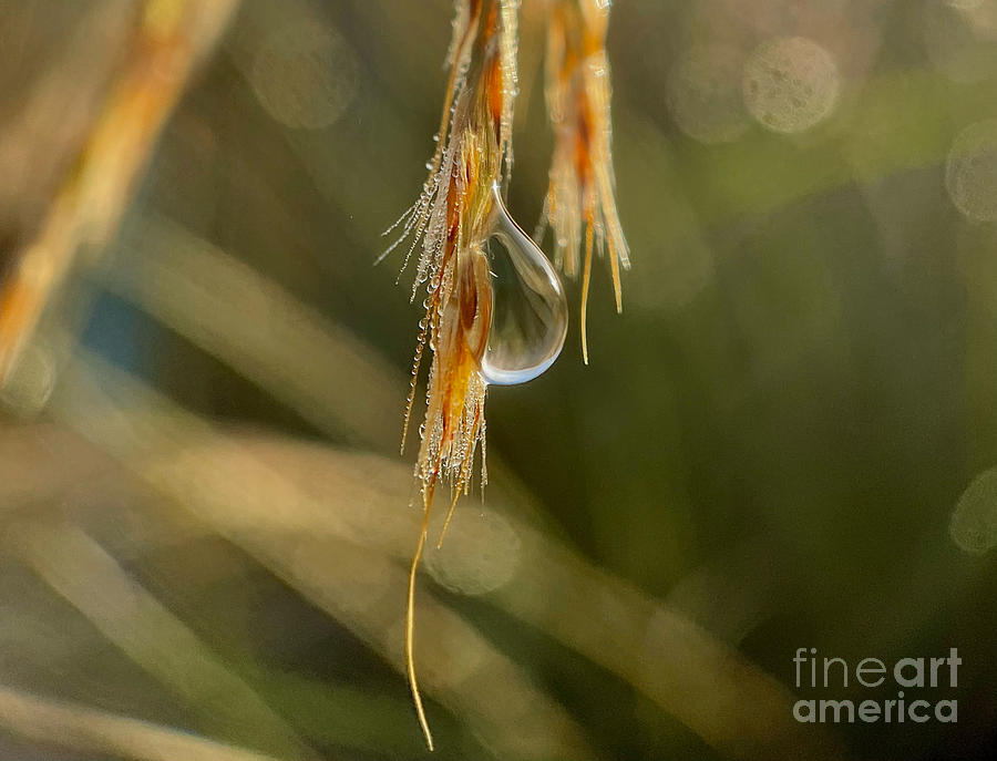 Autumn Dewdrop  Photograph by Diana Rajala