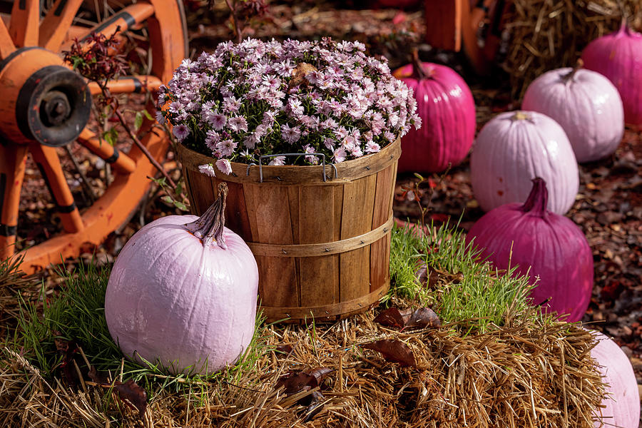 Autumn Display of Pink Pumpkins and Pink Mum Flowers Photograph by Teri Virbickis