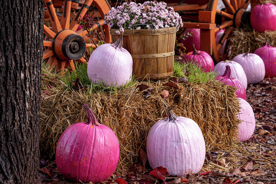 Autumn Display of Pink Pumpkins and Pink Mums Photograph by Teri Virbickis
