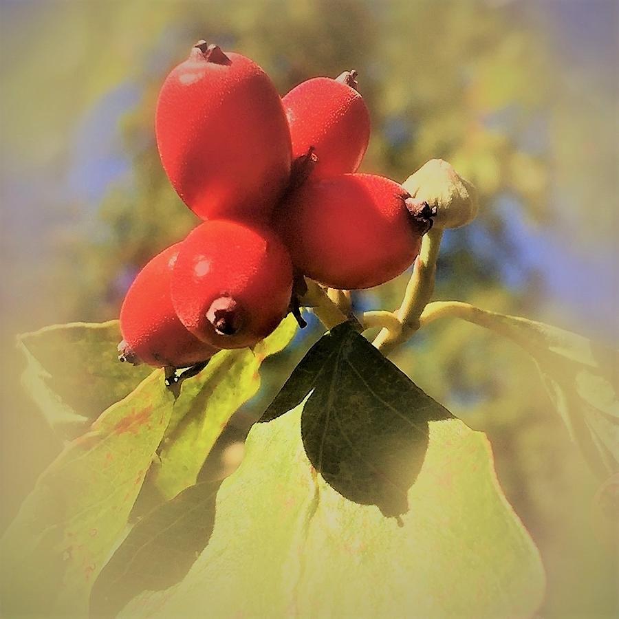 Autumn Dogwood Berries Photograph by Angela Davies