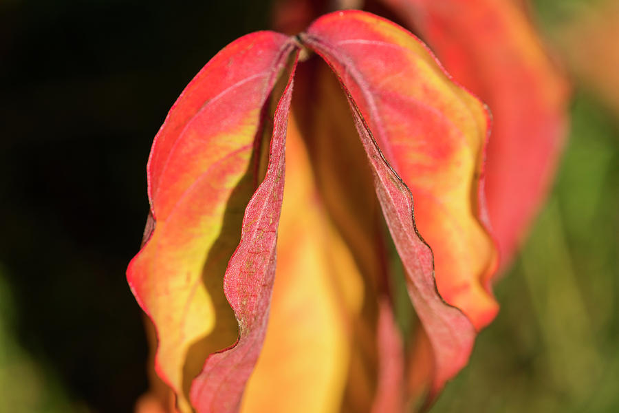 Autumn Dogwood Leaves Photograph by Robert Potts