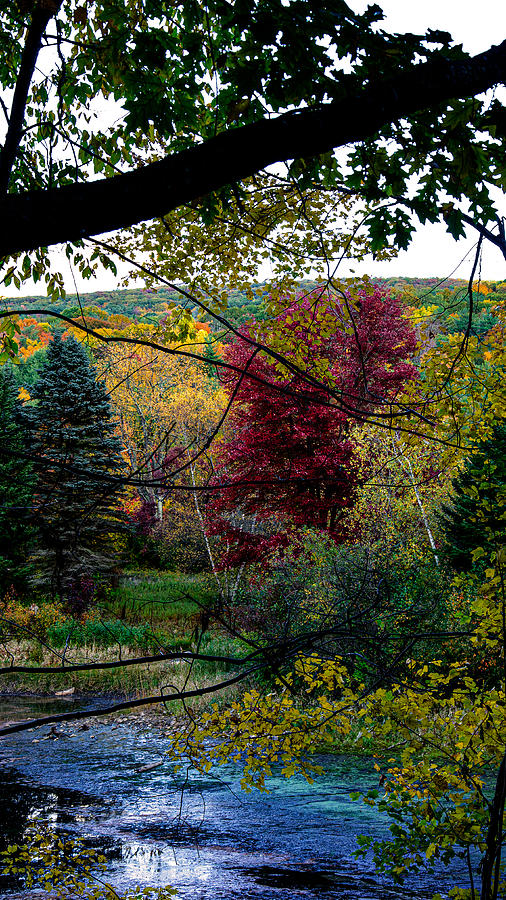 Autumn Dream 1 Photograph by Kristin Hatt