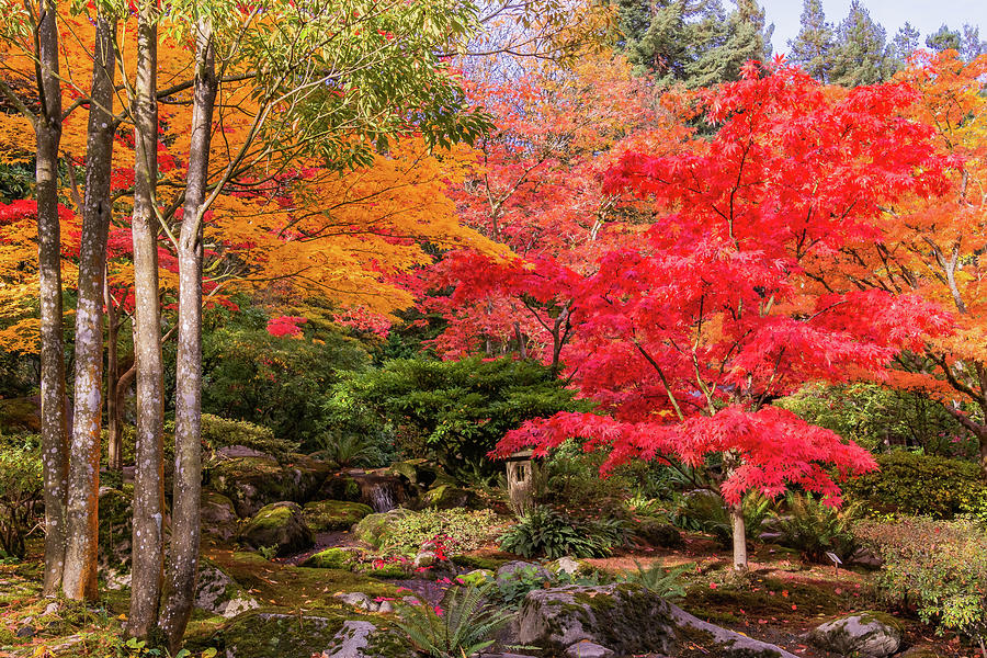 Autumn Dream Photograph by Emerita Wheeling