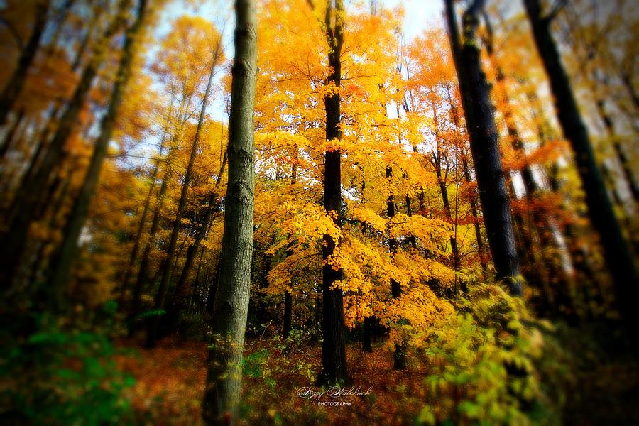 Autumn Dream Photograph by Mary Walchuck