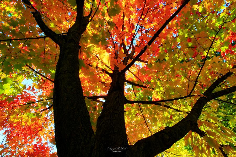 Autumn Dreams Photograph by Mary Walchuck