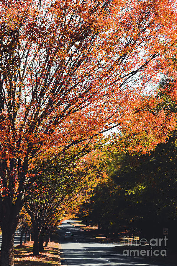 Autumn Drive Photograph
