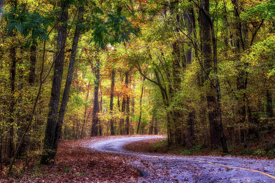 Autumn Drive Photograph by Susan Rissi Tregoning