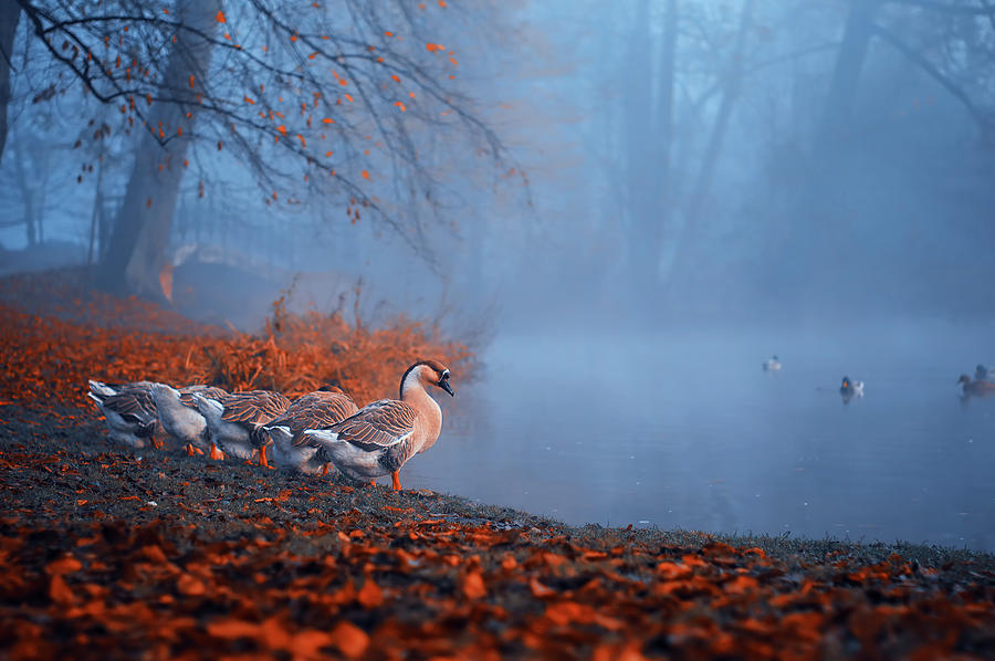 Autumn, Duck In The Park Photograph