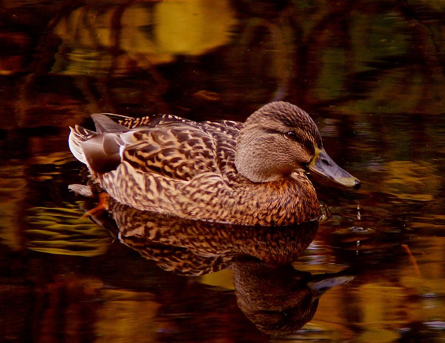 Autumn Duck Photograph by Richard Cummings