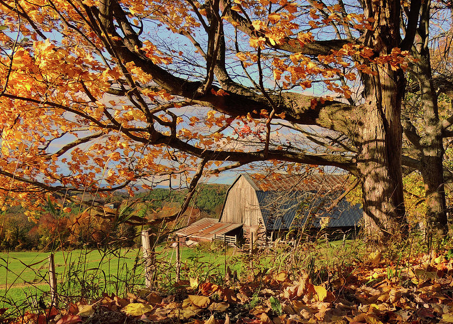 Autumn Dusk By The Barn In Vermont Photograph by Nancy Griswold