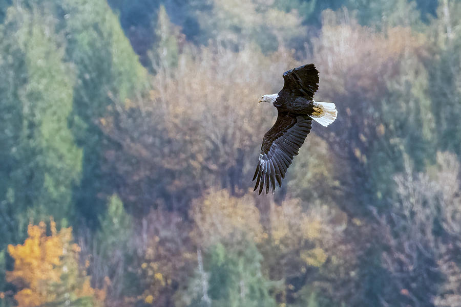 Autumn Eagle Photograph by Timothy Anable - Fine Art America