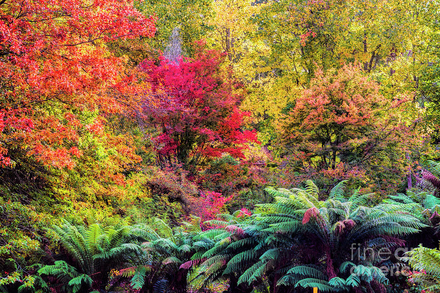 Autumn Photograph by Elaine Teague