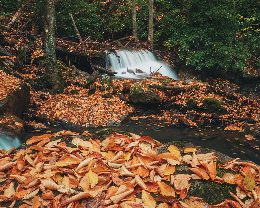 Autumn Elm Leaves on Buck Mountain Creek Photograph by Jason Fink