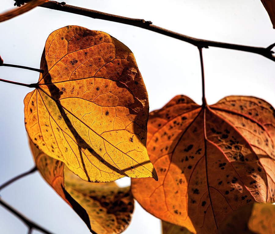 Autumn Elm Leaves Photograph by Robert Ullmann