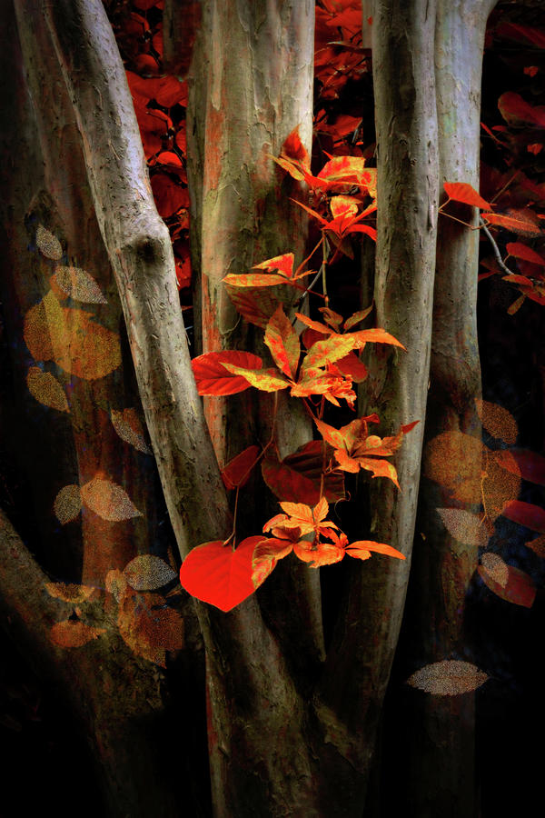 Autumn Epilogue Photograph by Jessica Jenney