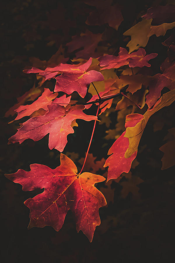 Autumn Essence Photograph by Bonny Puckett