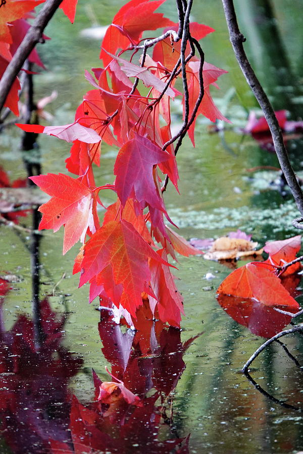 Autumn Etude Photograph by Lyuba Filatova