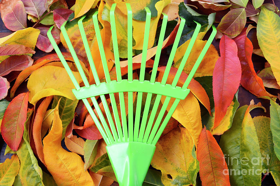 Autumn Fall Background with Green Rake.  Photograph by Milleflore Images