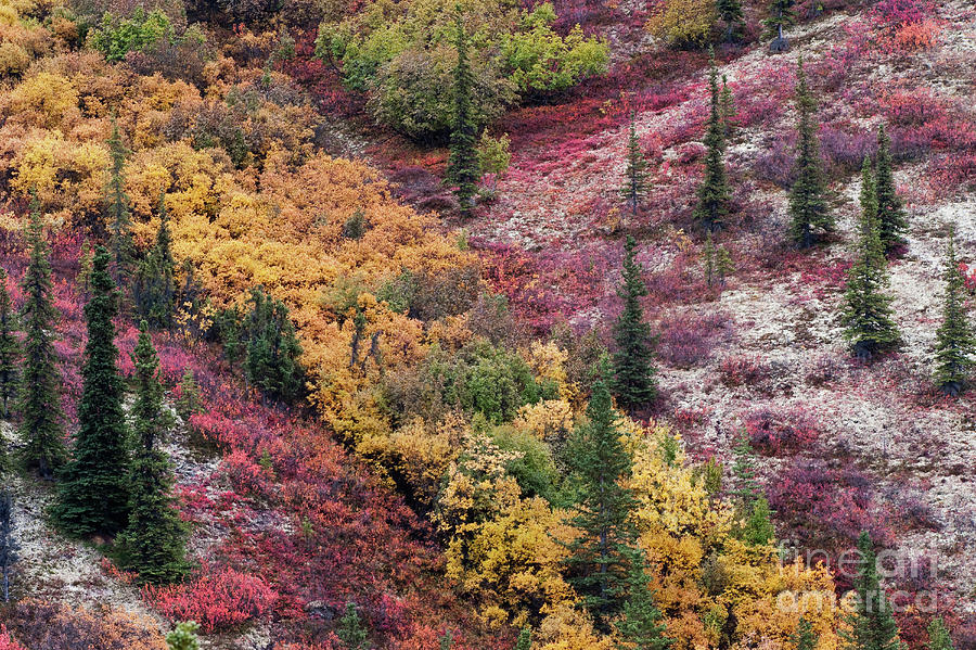 Autumn / Fall Color Taiga - Boreal Forest in Alaska FC9183 Photograph by Mark Graf