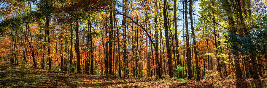 Autumn fall colors Blue Ridge trees panorama 1112 Photograph by Dan Carmichael