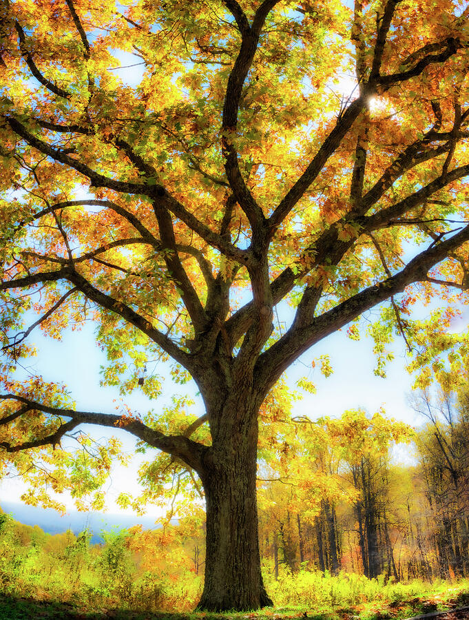Autumn fall colors Blue Ridge Yellow Tree panorama 1112 Photograph by Dan Carmichael