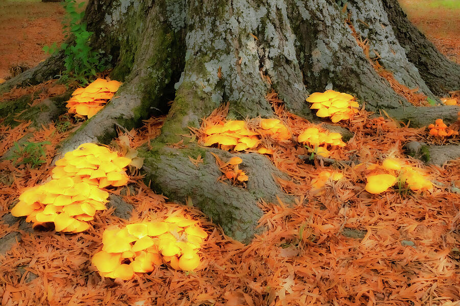 Autumn fall colors Mushrooms Leaves Tree FX 1122 Photograph by Dan Carmichael
