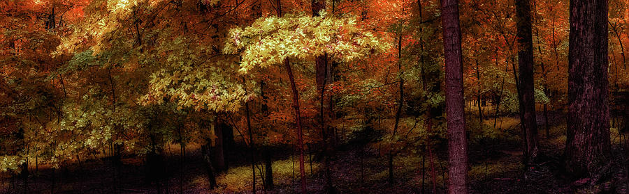 Autumn fall colors Rainy Day Trees 914 Photograph by Dan Carmichael