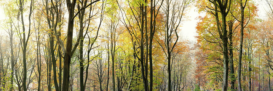 Autumn Fall Woodland Yorkshire Photograph by Sonny Ryse