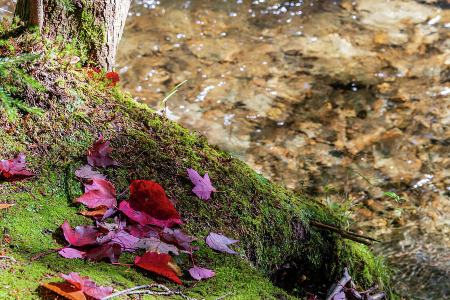 Autumn Fallen Leaves Along a Stream - Stowe, Vermont Photograph by Chad Dikun