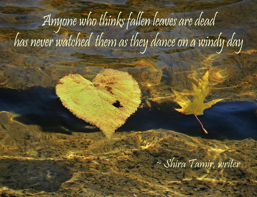 Autumn Falling Leaves and Quote Photograph by Nancy Griswold