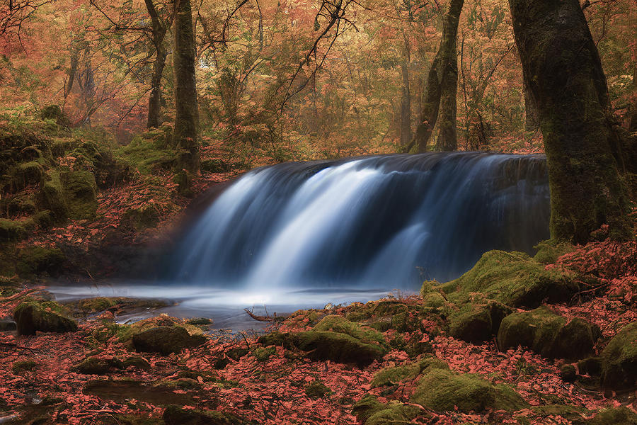 Autumn Falls in the Coastal Forest Photograph by Bill Posner