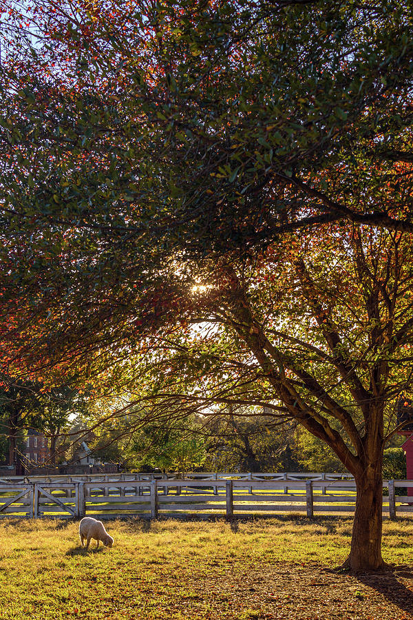 Autumn Farm In Williamsburg Photograph