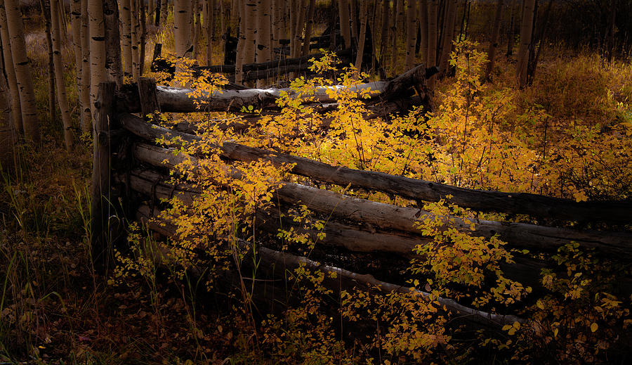 Autumn Fence  Photograph by The Forests Edge Photography - Diane Sandoval