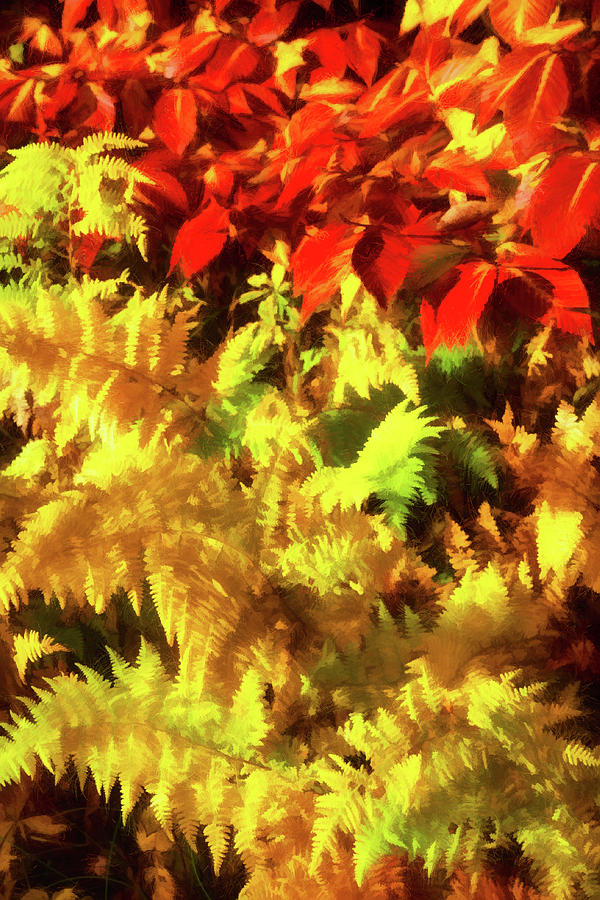 Autumn Ferns ap Photograph by Dan Carmichael