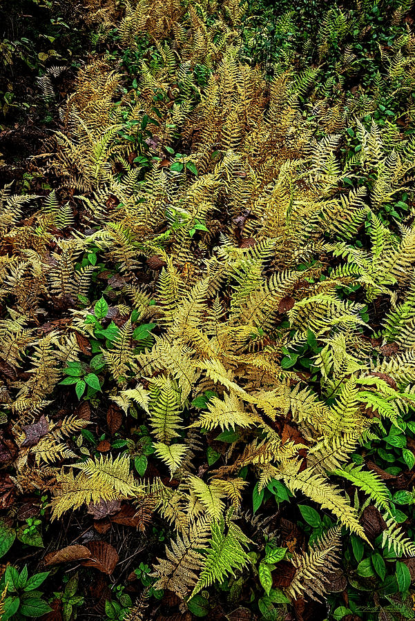 Autumn Ferns Photograph by Marty Saccone