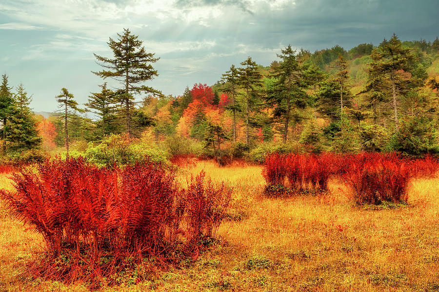 Autumn Ferns on Fire Photograph by Dan Carmichael