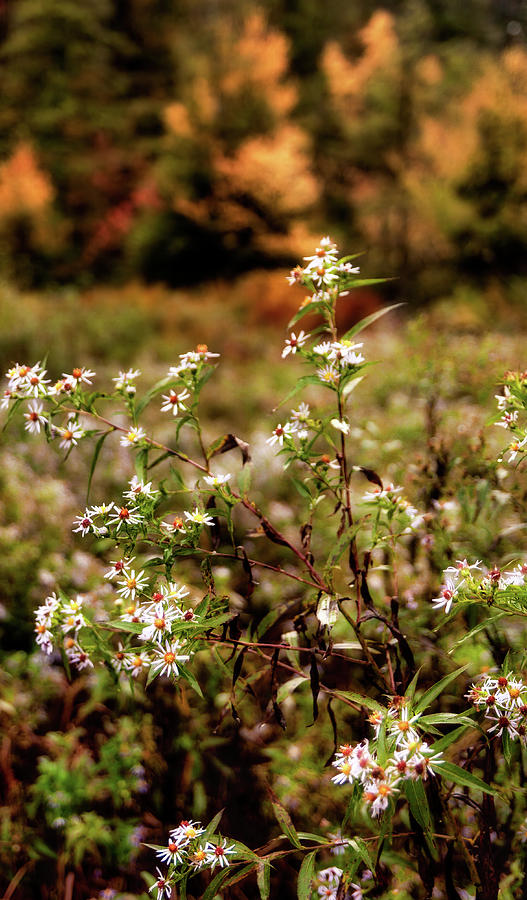 Autumn Fields of White Flowers Photograph by Dan Carmichael