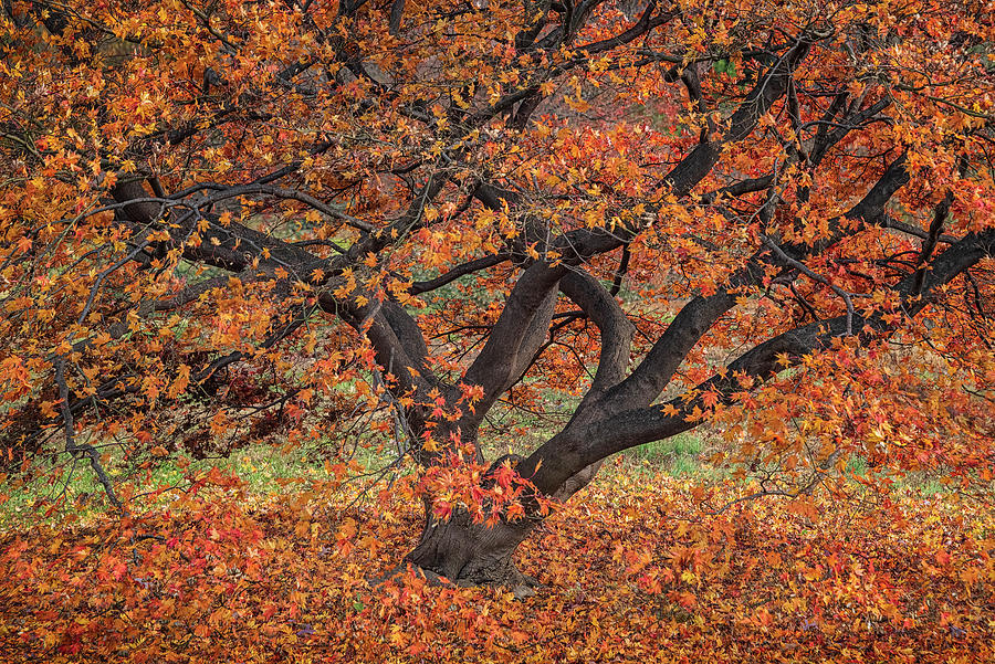 Autumn Finale 1 Photograph by Robert Fawcett