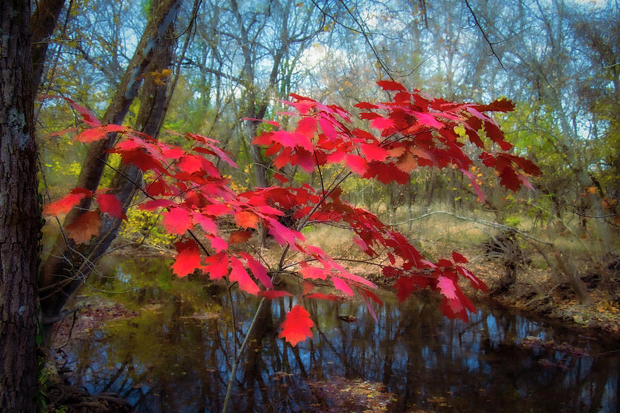 Autumn Fire Photograph by Allin Sorenson