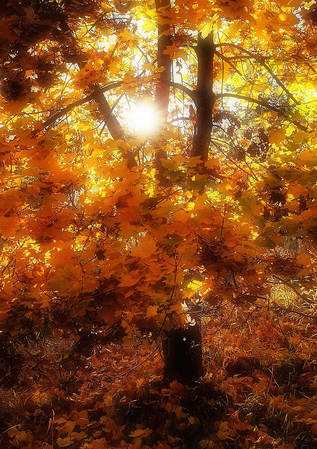 Fall Photograph - Autumn Fire by Linda McRae
