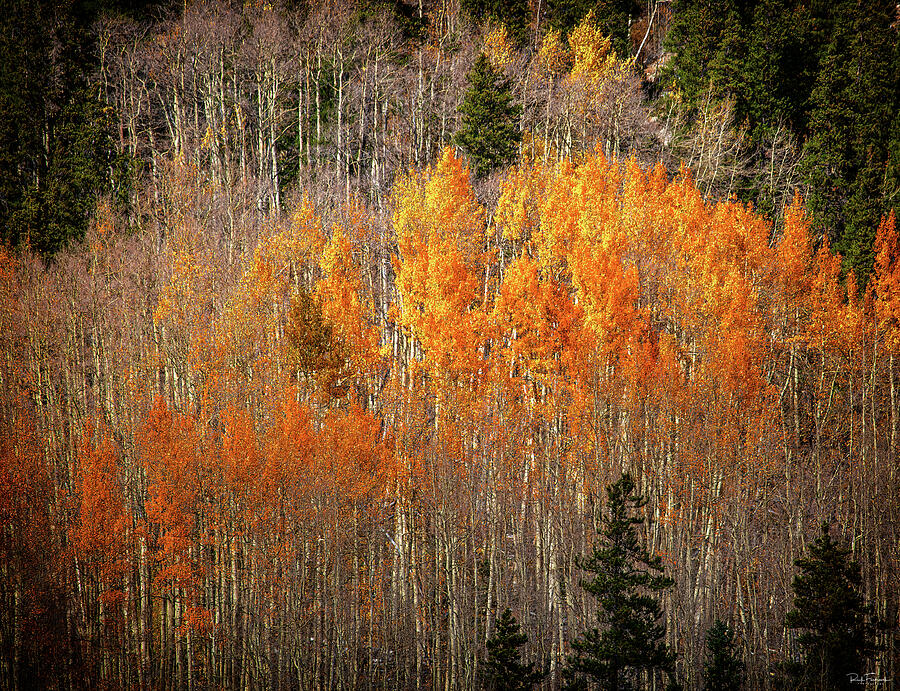 Autumn Fire Photograph by Rick Furmanek
