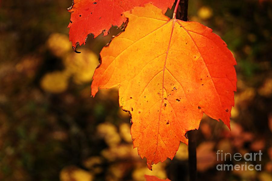 Autumn Flame Photograph by Larry Ricker