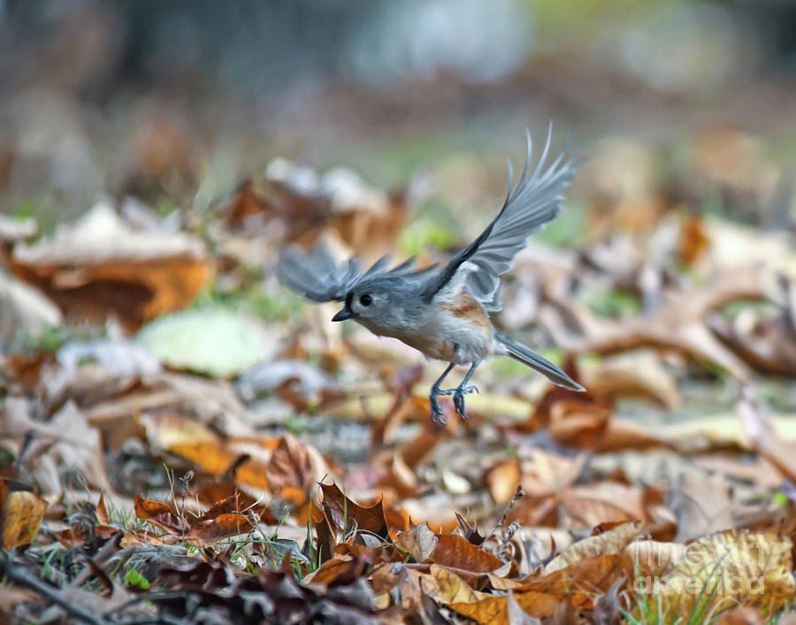 Autumn Flight - Tufted Titmouse   Photograph by Kerri Farley