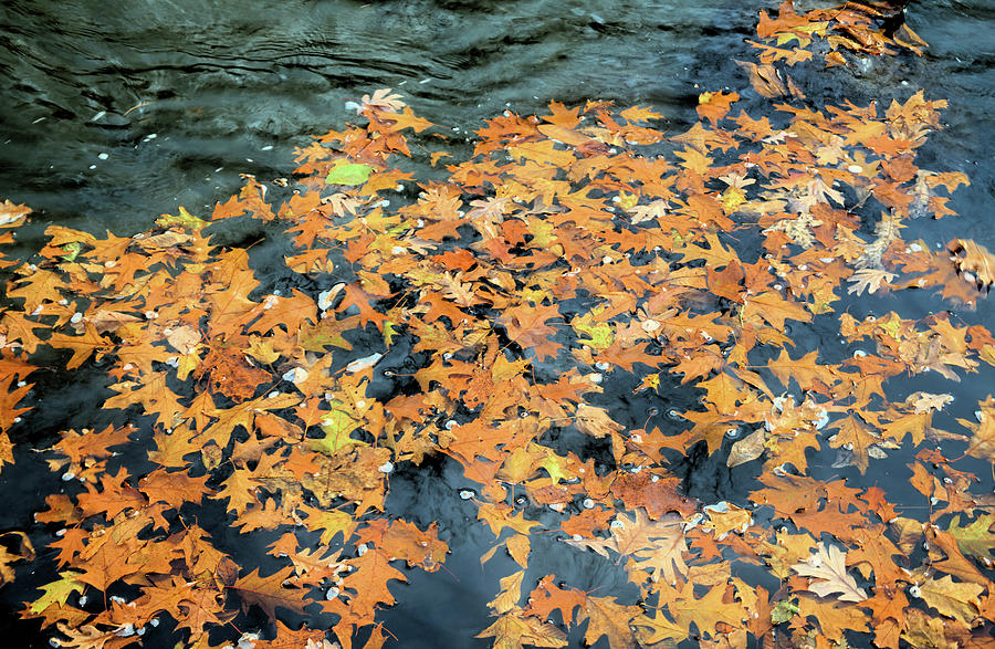 River Photograph - Autumn Floats On By by Bonfire Photography River Photograph - Autumn Floats On By by Bonfire Photography